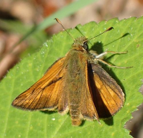 Ochlodes sylvanus
